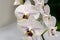 Beautiful branch of white orchid with purple drops flower Phalaenopsis `Radiance` Moth Orchid or Phal on bright gray background