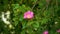 A beautiful branch with a wild rose flower blooming in spring. Pink rosehip flower