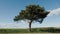 A beautiful branched lone pine tree against the blue sky