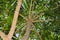Beautiful branches of Arjuna tree spread