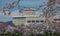 Beautiful branches of blooming cherry blossoms in front of building in Japan