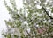 Beautiful branches of blossoming cherry against the blue sky.