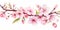 beautiful branches of cherry blossoms in close-up,on a light background, watercolor illustration, spring banner,design concept of