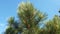 The beautiful branches of Mediterranean pine