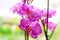 Beautiful branches with pink and magenta Moth Phalaenopsis Orchid flowers on light green background