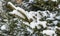 beautiful branches of spruce covered with a thick layer of snow. evergreen tree in a winter forest.