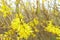 Beautiful branches with yellow flowers. Tree of gold forsythia in a sunny day.