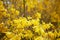 Beautiful branches with yellow flowers. Tree of gold forsythia in a sunny day.