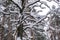 Beautiful branchy dry tree with snow covered winter forest