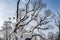 A beautiful branchy gray willow tree with snow and without foliage and a group of pigeons birds against the blue sky