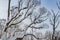 A beautiful branchy gray willow tree with snow and without foliage and a group of pigeons birds against the blue sky