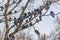 A beautiful branchy gray willow tree with snow and without foliage and a group of pigeons birds against the blue sky background in
