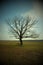 A beautiful branchy tree in the plain. Landscape. Vignette