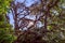 Beautiful branchy tree and sun with rays