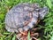 Beautiful Brazilian tortoise crawling in the bushes