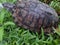 Beautiful Brazilian tortoise crawling in the bushes