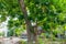 Beautiful bread fruit tree growing at the village at tropical island Landhoo at Noonu atoll