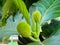Beautiful Breadfruit Artocarpus altilis Tree in Manuas, Amazon, Brazil
