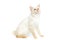 Beautiful breed Mekong Bobtail Cat Isolated White Background