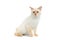 Beautiful breed Mekong Bobtail Cat Isolated White Background