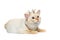 Beautiful breed Mekong Bobtail Cat Isolated White Background