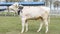 Beautiful breeding bull in the farm corral. The bull-producer in the rack for the catalog. Animal concept