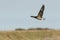 A beautiful Brent Geese Branta bernicla flying in the blue sky.