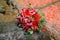 Beautiful bridal floristic. Wedding bouquet made of red flowers