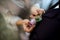 A beautiful bride corrects the groom`s boutonniere