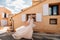 A beautiful bride with pleasant features in a wedding dress is photographed in Provence. Portrait of the bride in France
