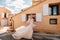 a beautiful bride with pleasant features in a wedding dress is photographed in Provence. Portrait of the bride in France