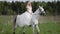 beautiful bride is riding white horse, romantic shot at field at summer day