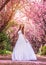 Beautiful bride in a white dress under the sakura tree and flower petals