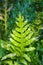A beautiful, bright Asian fern leaf, standing out from a lush green garden background.