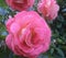 Beautiful Bright & Attractive Pink Rose Flowers In Park Garden Vancouer, BC Canada