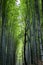 Beautiful bright bamboo forest with tall trunks