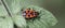 Beautiful bright beetle Pyrrhocoris apterus on a leaf of a plant