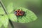 Beautiful bright beetle Pyrrhocoris apterus on a leaf of a plant