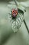 Beautiful bright beetle Pyrrhocoris apterus on a leaf of a plant