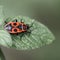 Beautiful bright beetle Pyrrhocoris apterus on a leaf of a plant