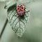 Beautiful bright beetle Pyrrhocoris apterus on a leaf of a plant