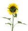 Beautiful bright blooming sunflower isolated