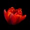 Beautiful bright blossom flower head tulip of red orange color on black background, closeup