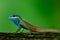 Beautiful bright blue dragon lizard with sharp detail of its spine skin, chameleon on tree over fine blur green background in nat