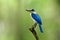 Beautiful bright blue and white bird with large beaks perching o