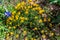 Beautiful Bright Bristle-Leaf Dyssodia Wildflowers in a Field o