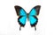 Beautiful bright butterfly Papilio ulysses black with turquoise pearl rays isolated on a white background. The idea of the design