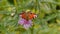 Beautiful bright butterfly peacock on flower