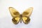 Beautiful bright butterfly Troides helena yellow-white isolated on a white background. The idea of the design concept with copy sp