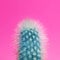 Beautiful bright cactus on pink background